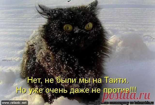 186 котоматриц | Релаксик