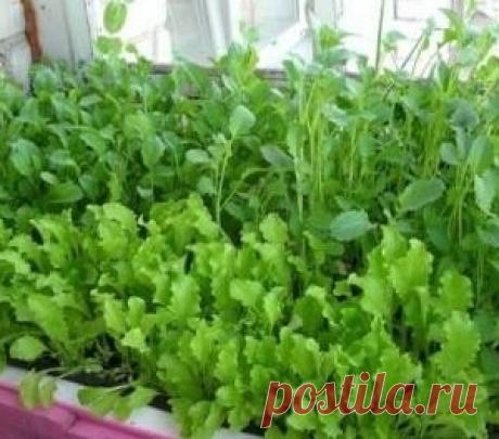 Выращивание зелени на подоконнике зимой