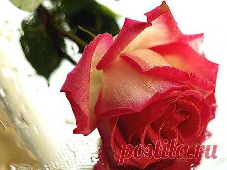 Фоторамки от Вебки