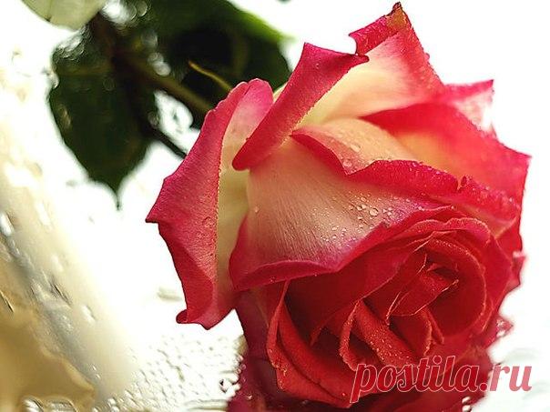 Фоторамки от Вебки