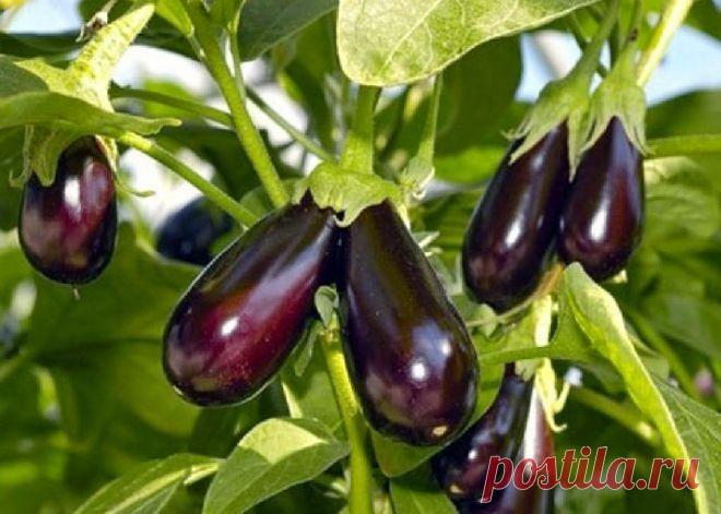 Сорта баклажанов для теплицы из поликарбоната Пожалуй, никто не будет сомневаться в том, что овощи, выращенные на своем огороде полезнее, да и намного вкуснее, чем те, что были приобретены в магазинах. Но в условиях средней полосы России трудно в...
