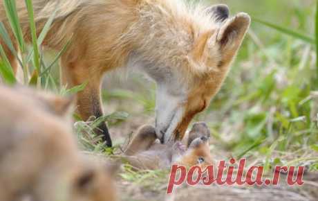 20 трогательных фото, которые доказывают, что животные - хорошие родители
