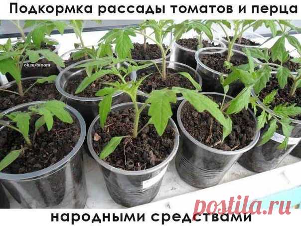 Подкормка помидор и перца – это восполнение недостающих жизненно важных элементов в почве.

Банановая кожура обогащает почву калием и различными микроэлементами. Используется в виде:
— настоя (кожура от двух-трех бананов на 3 литра воды настаивать 3 дня),
— порошка, которым посыпают землю,
— закопанных в лунки шкурок.

Яичная скорлупа используется в виде:
— настоя (пол ведра скорлупы на ведро воды, настаивается 3 дня);
— при пикировки кладется на дно горшков в качестве дре...