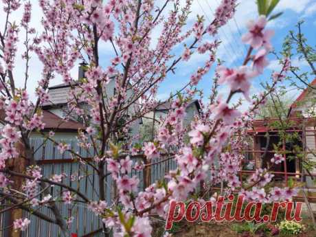 Какие цветы нужно посадить под деревьями для суперурожая: об этом не расскажет сосед по даче. Когда садоводы начинают борьбу за урожай, они редко думают о цветах.