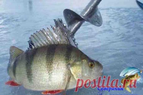 Где искать окуня зимой Самым удачным периодом для ловли окуня со льда можно по праву считать 2-3 недели после того, как встал лед. А так же первую неделю установки льда – перволедку, как ее принято называть рыболовами. К…