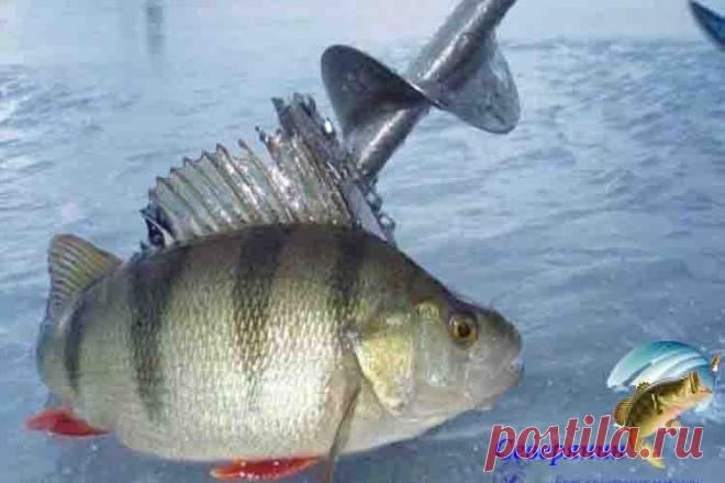 Где искать окуня зимой Самым удачным периодом для ловли окуня со льда можно по праву считать 2-3 недели после того, как встал лед. А так же первую неделю установки льда – перволедку, как ее принято называть рыболовами. К…