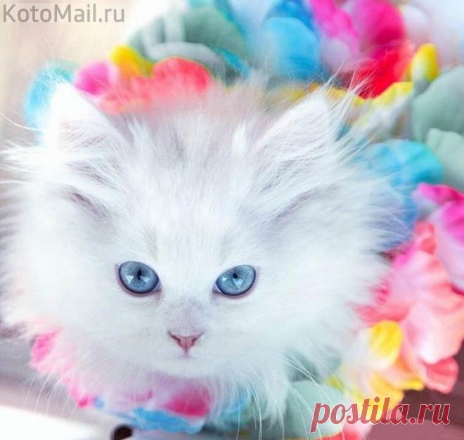 Голубоглазая красотка
