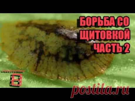 БОРЬБА СО ЩИТОВКОЙ ЧАСТЬ 2