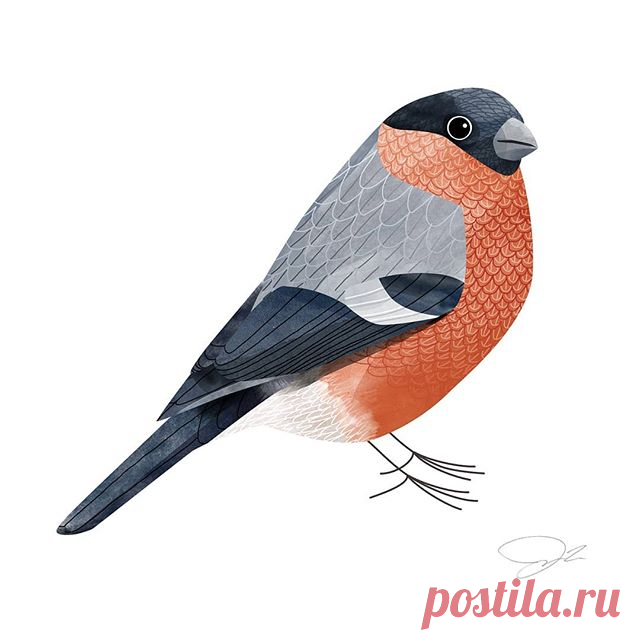 This bullfinch was the third bird in 3 days. I will be doing a new one in the coming hour and you can vote for which of these three it should be: (1) #goldfinch (Stieglitz)
(2) #nuthatch (Kleiber)
(3) #kingfisher (Eisvogel)

Share your comment below before 12:30.