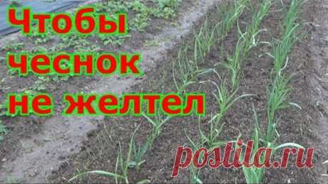 (11) Одноклассники