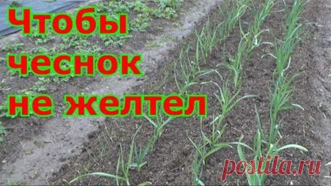 (11) Одноклассники