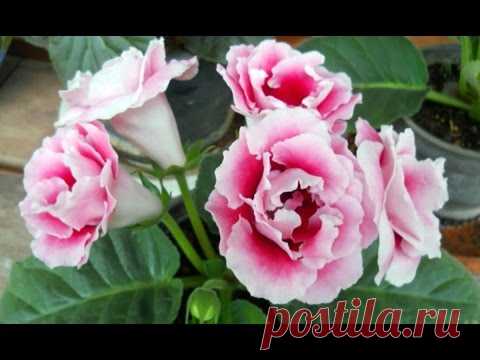 Глоксиния отцвела – что делать? Обрезка глоксинии - YouTube