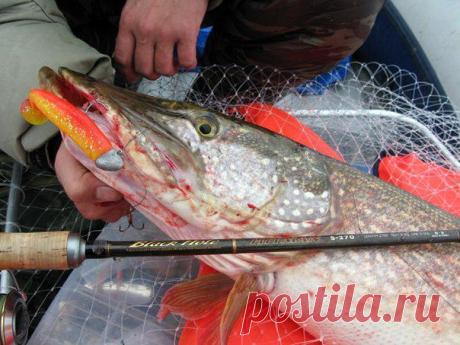 Силиконовые приманки на щуку осенью / Богатая добыча