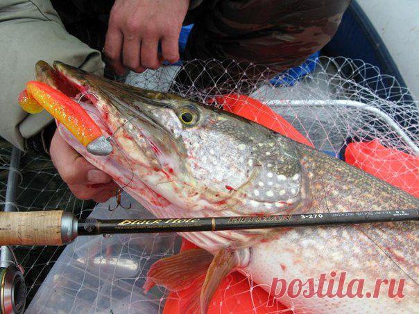 Силиконовые приманки на щуку осенью / Богатая добыча