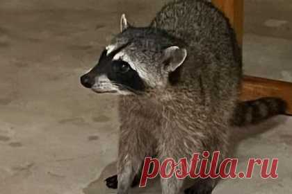 Енот обворовал виллу Овечкина и утащил соску. Жена нападающего и капитана клуба НХЛ «Вашингтон Кэпиталз» Александра Овечкина Анастасия Шубская рассказала в Instagram, как к ним на виллу забрался енот. Зверек буквально обворовал семью хоккеиста — утащил соску его сына Ильи. Шубская опубликовала и фото пушистого воришки, умилившись его лапками.