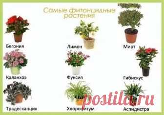 Цветы в детскую комнату