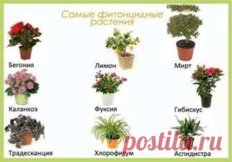 Цветы в детскую комнату