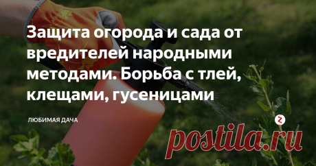 Защита огорода и сада от вредителей народными методами. Борьба с тлей, клещами, гусеницами В последние годы защита садовых деревьев от вредителей в основном проводится с применением химических средств защиты – инсектицидов. Эти препараты частично накапливаются в выращиваемом урожае и негативно влияют на полезные виды насекомых–опылителей. Поэтому многие садоводы переходят к применению народных средств, так как эти методы достаточно просты, безвредны и эффективны.
Борьба с листоверткой и