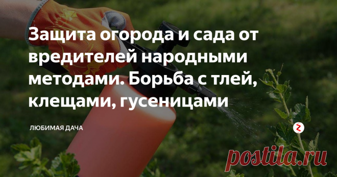 Защита огорода и сада от вредителей народными методами. Борьба с тлей, клещами, гусеницами В последние годы защита садовых деревьев от вредителей в основном проводится с применением химических средств защиты – инсектицидов. Эти препараты частично накапливаются в выращиваемом урожае и негативно влияют на полезные виды насекомых–опылителей. Поэтому многие садоводы переходят к применению народных средств, так как эти методы достаточно просты, безвредны и эффективны.
Борьба с листоверткой и