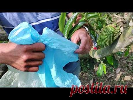 Guanabana recomendaciones a la hora de embolsar y podar