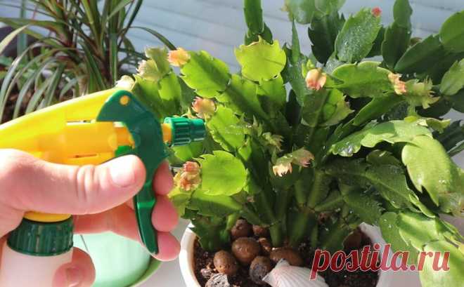 Циркон+янтарная кислота главный секрет крепкой рассады помидор и перца. После нее растения укрепляются на глазах. | Сад огород лайф. (Статьи) | Дзен