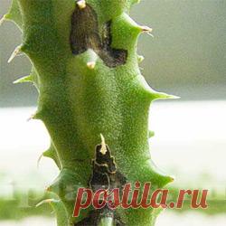 ОПРЕДЕЛИТЕЛЬ БОЛЕЗНЕЙ КОМНАТНЫХ ЦВЕТОВ