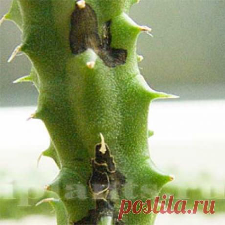 ОПРЕДЕЛИТЕЛЬ БОЛЕЗНЕЙ КОМНАТНЫХ ЦВЕТОВ