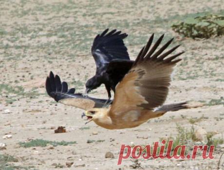 Интересные фото с воронами (42 фото) | Чёрт побери