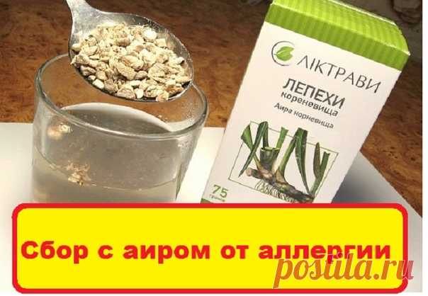 Сбор трав от аллергий
Для применения понадобятся: 50 г корня аира, 100 г багульника, 100 г мать-и-мачехи, 100 г фиалки трехцветной, 50 г корня девясила, 150 г цитварного семени. Все измельчить, смешать. Одну столовую ложку сбора заварить на ночь стаканом кипятка, а утром процедить. Принимать: взрослым по две столовые ложки, а детям — по одной 3 раза в день до еды и четвертый раз на ночь перед сном.
Лучше всего начинать прием этого сбора очень ранней весной, до того, как ра...