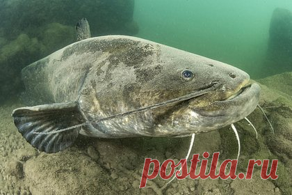 Рыбак полчаса сражался с крупным сомом и побил 22-летний рекорд