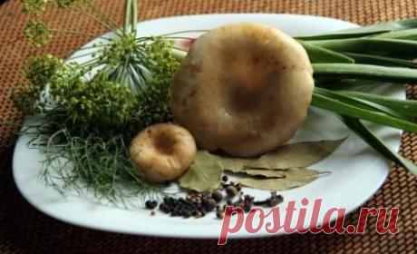 Рецепт засолки груздей