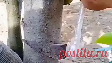 🌳 Раскрой секреты прививки деревьев: Всё, что нужно знать! 🌱