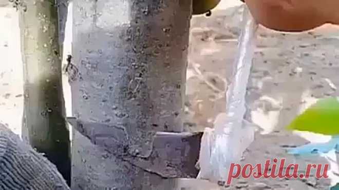 🌳 Раскрой секреты прививки деревьев: Всё, что нужно знать! 🌱