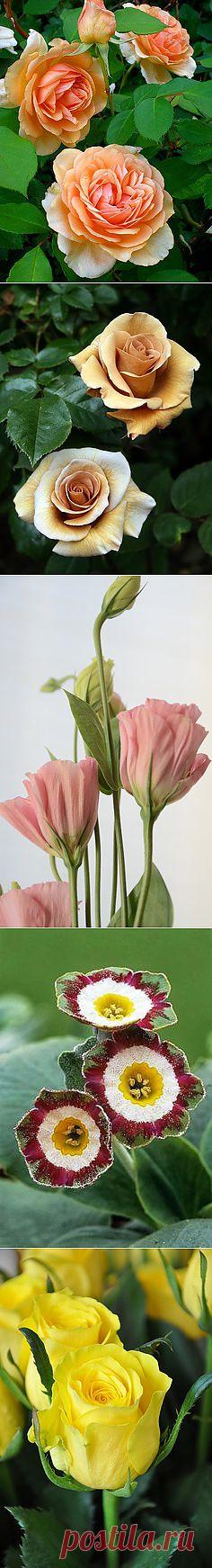 Beautiful Flowers around the world