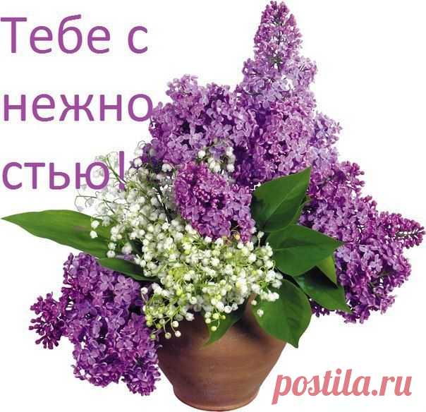 тебе с нежностью