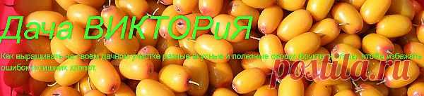 советы по выращиванию овощей,фруктов,ягод,болезни и вредители
