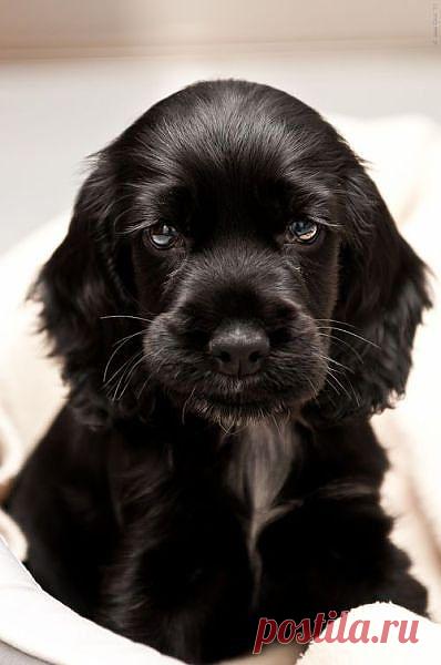 (+1) тема - Животные-очаровашки | Улетные картинки