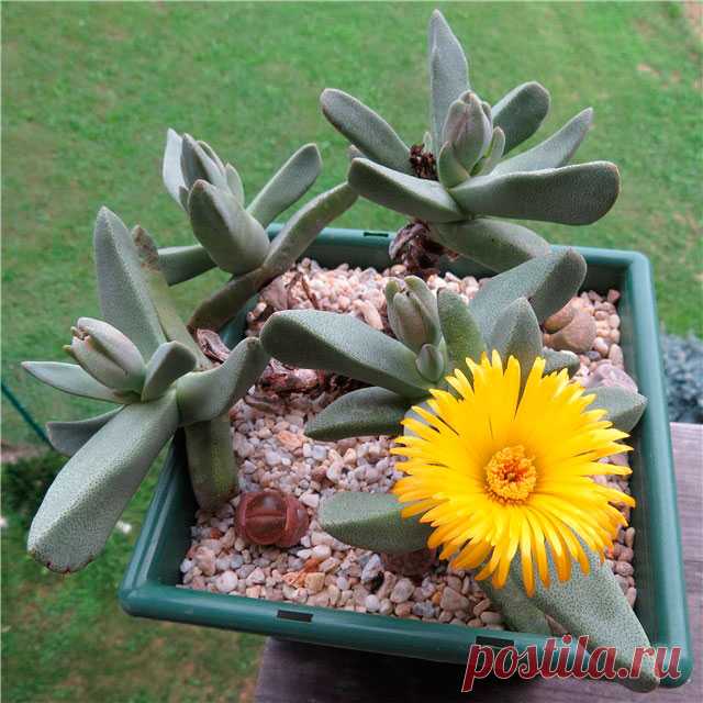 Комнатное растение Плейоспилос (Pleiospilos). Как и литопсы, плейоспилосы относятся к так называемым "живым камням", произрастающим в Капской провинции на Юге Африки. Род включает в себя около 30 видов растений. Каждое растение имеет 1-2 или 3-4 пары мясистых листьев, между которыми раз в году появляется цветок. У плейоспилоса Болуса (Pleiospilos bolusii) листья красновато-коричневого цвета, с многочисленными прозрачными точками.