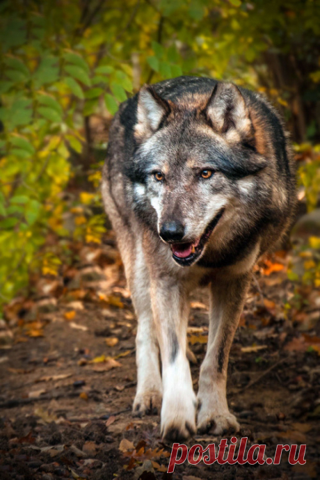 The Beauty of Wildlife