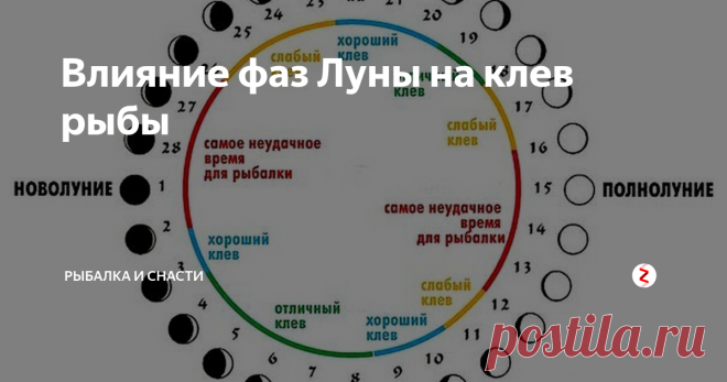 Влияние фаз Луны на клев рыбы В первую очередь вспомним о приливных явлениях, влияющих на планету ежедневно. А что рыба будет делать во время прилива? Пойдет на более затопленные участки для поиска еды. Вообще-то, жизненный ритм многих существ может меняться в зависимости от «графика» иных, более мелких организмов, служащих им пищей. Однако во внутренних водоемах достаточно непросто проследить подобное влияние фаз луны на пова