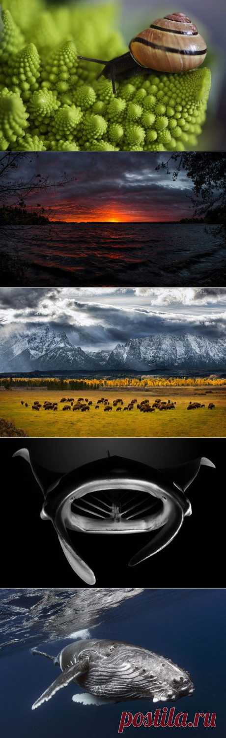 Лучшие фотографии National Geographic прошлого года | Дай лапку