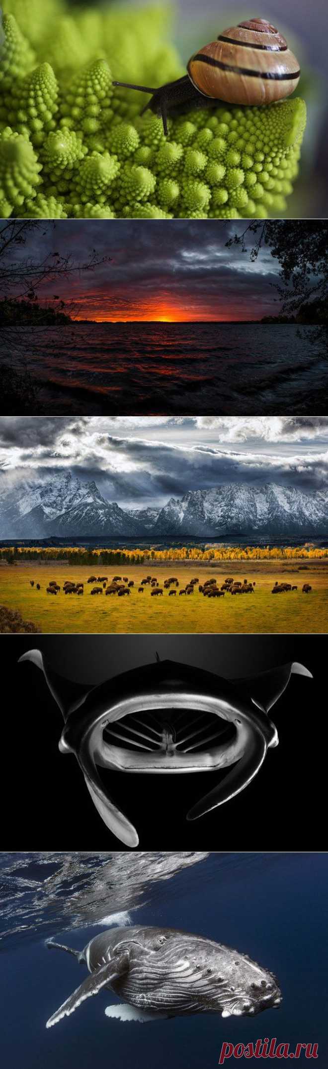 Лучшие фотографии National Geographic прошлого года | Дай лапку