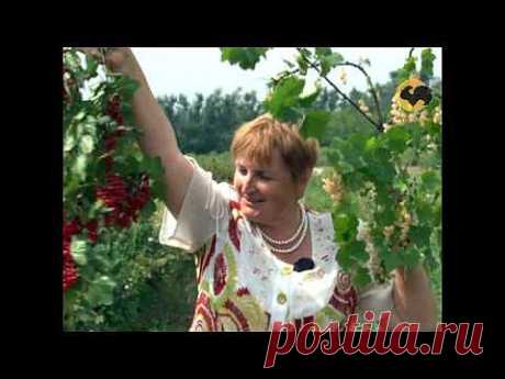 Полезные советы.Черная и красная смородина.