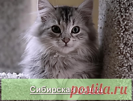 Сибирская кошка - описание и история породы на Про Питомца