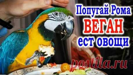 Говорящий попугай Ара ест овощи. Корм для попугая Ара. Что выберет попугай Рома ?