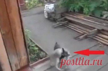 Лиса играет игрушкой собаки