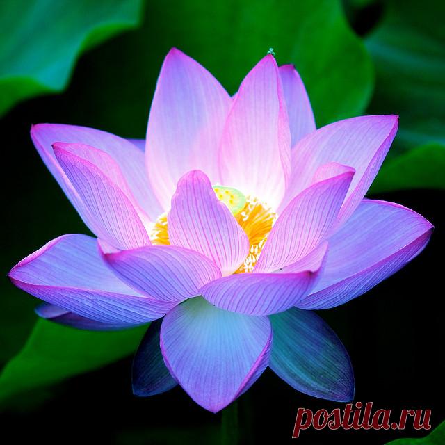 115884407_985926317_f73364a26e_z.jpg (Изображение JPEG, 640 × 640 пикселов) - Масштабированное (79%)