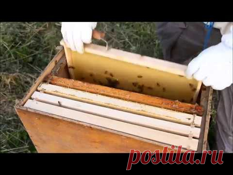 Как начать пасеку (реальный опыт новичка)