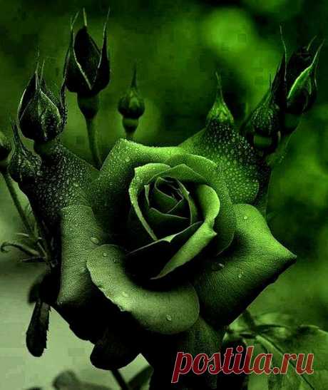 Found on pic-pin.ru