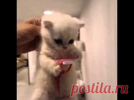 Хозяин попытался забрать у котёнка соску